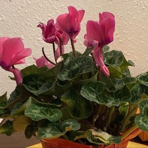 Meet your Posher, Analiza